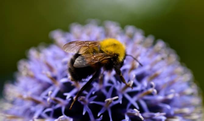 Honey bee on a purple thistle.