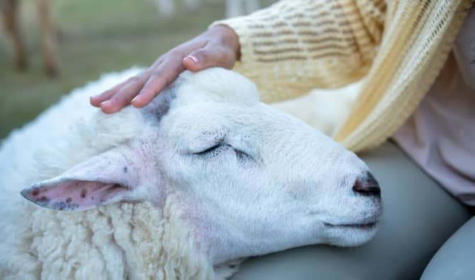 A person gently pets a calm sheep with its eyes closed.