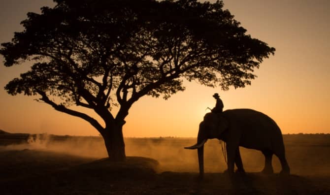 Silhouette of an Asian elephant against the sunset.
