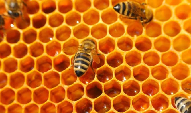 Scientists Engineered Bee Superfood to Boost Colony Growth