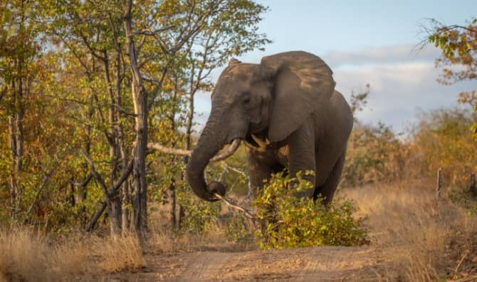 Female African elephant.