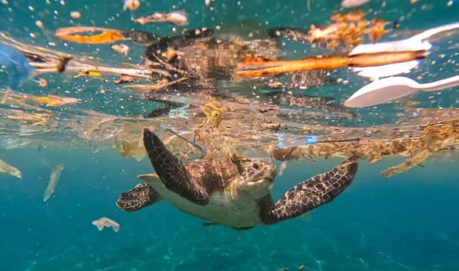 Close-up of sea turtle swimming through plastic trash and rubbish debris