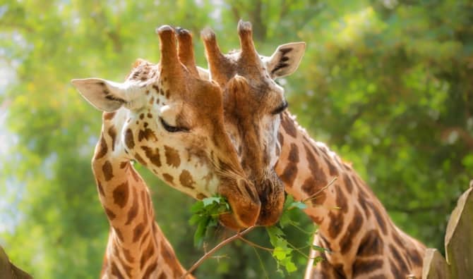 Close-up of two giraffes eating leaves.