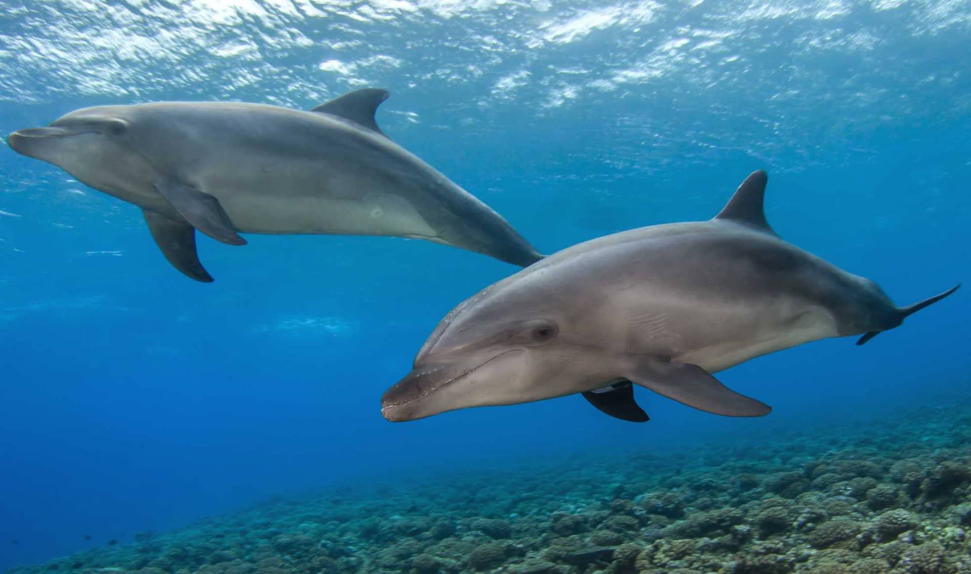 Pair of dolphins on the reef, French Polynesia.