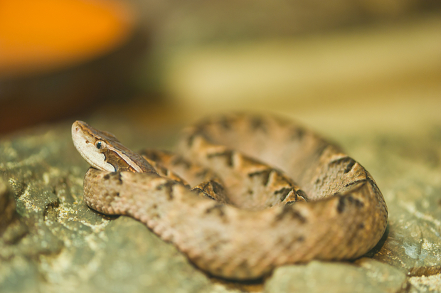 Malayan pit viper