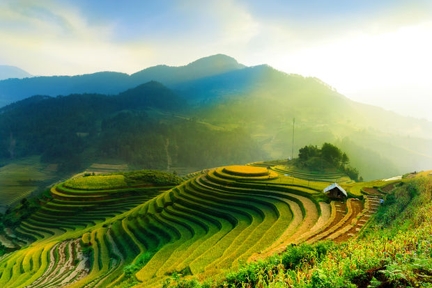 Golden terraced rice fields in mountainous landscape with bright sunlight and lens flare creating dramatic lighting effects.