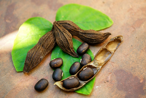 Mucuna