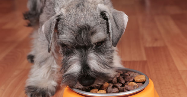 A gray miniature schnauzer eats dry kibble from an orange bowl on a hardwood floor.