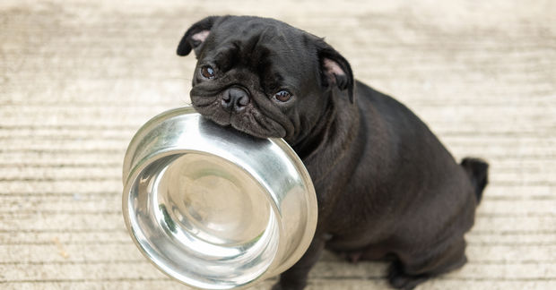 A black pug holds an empty stainless steel food bowl in its mouth, looking up with a pleading expression.