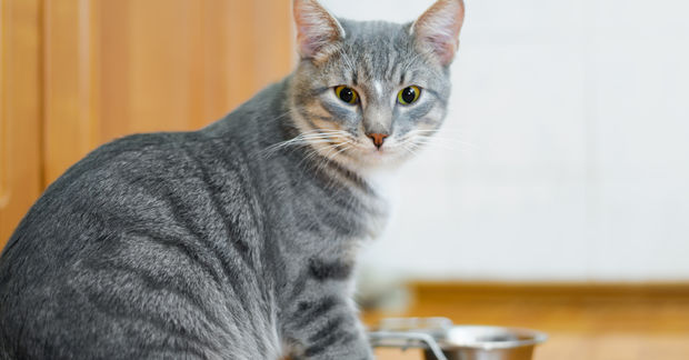 A gray tabby cat with yellow-green eyes sits beside a metal food bowl in a kitchen, looking at the camera.