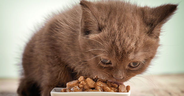 A small brown kitten eats wet food from a white dish, focused intently on its meal against a soft background.