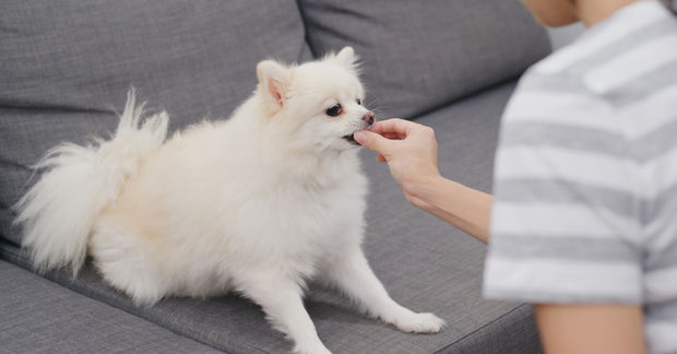 A fluffy white Pomeranian on a gray sofa takes a treat from its owner's hand.