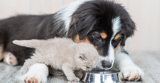 A tricolor Australian shepherd puppy and a small gray kitten eat together from the same metal bowl.