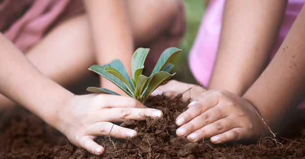 photo Hands protecting small green plant growing in soil.