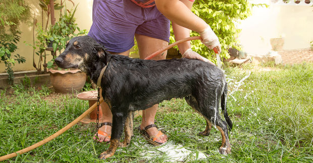 photo Washing a dog with a hose