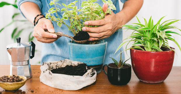 photo fertilizing plants using coffee