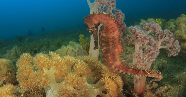 seahorses