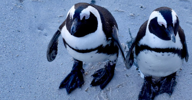 penguins