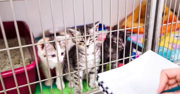 Three kittens peer through the bars of a shelter cage while a person holds paperwork nearby.