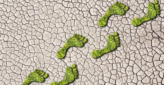 photo Green moss growing in cracked dry earth forming footprint-shaped patterns on barren ground surface.