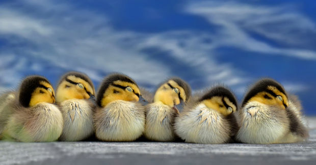 ducklings