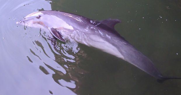 Dolphin