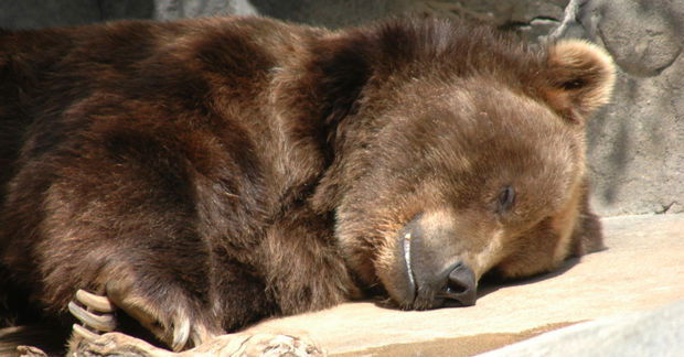 A sleeping bear