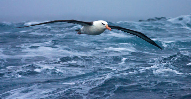 Albatross