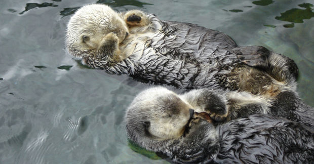 Sea Otters