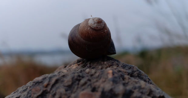 Snail in a shell on a rock