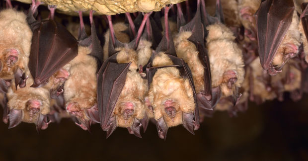 bats hanging from a ceiling in a cave
