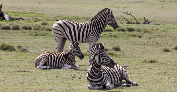 Zebras