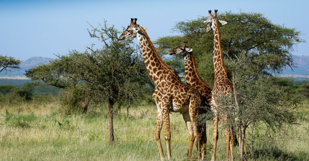 Giraffes