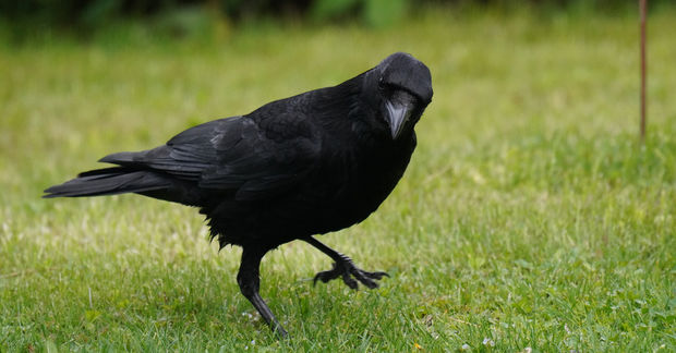 A Raven