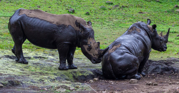 Rhinos coverd in mud