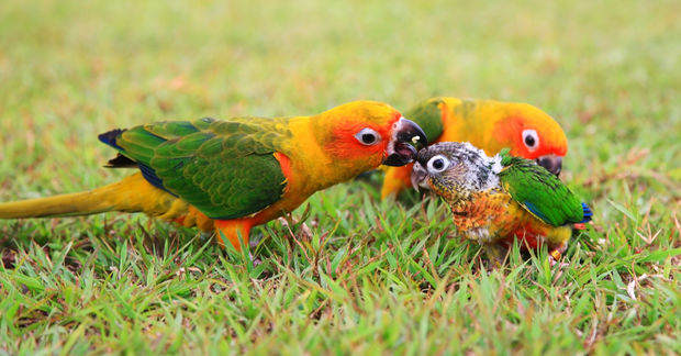 photo Two colorful sun conure parrots feed a young chick on green grass, displaying bright yellow, orange, and green plumage.
