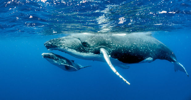 photo A humpback whale and its calf swim together just beneath the ocean surface in clear blue water.