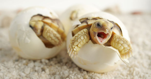 photo Two baby tortoises hatch from their eggs on sand, one with its mouth open as it emerges from the shell.