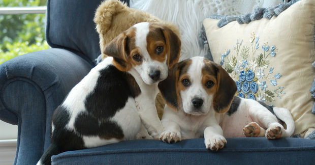 photo Two adorable beagle puppies sit together on a blue armchair with an embroidered floral cushion, looking at the camera.