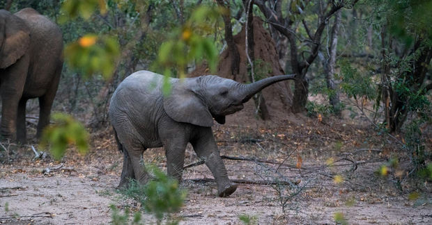 photo A young elephant calf stretches its trunk upward while walking through a wooded African landscape with an adult nearby.