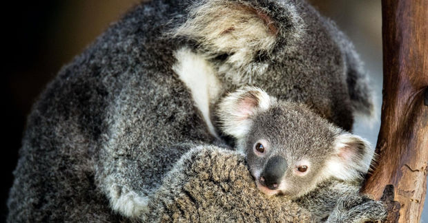 photo A mother koala cuddles her baby joey close to her chest while clinging to a tree branch in a warm embrace.
