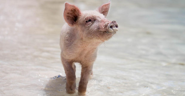 photo A small pink piglet stands in shallow water, looking upward with a muddy snout and perked ears.