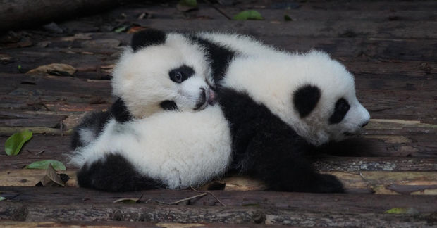 photo Baby pandas