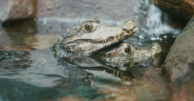 photo Two young caimans rest partially submerged in water with their heads above the surface near rocks and a small waterfall.