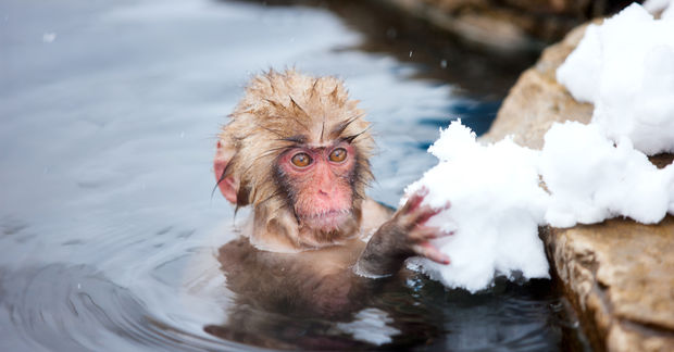 photo A baby Japanese macaque soaks in a natural hot spring, touching snow-covered rocks with its hand during winter.