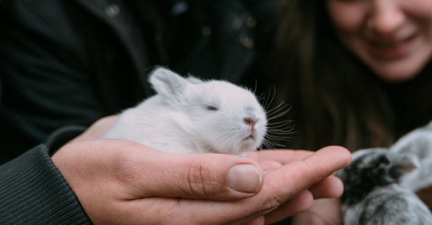 photo A tiny white baby rabbit rests calmly in a person's cupped hands, with another gray rabbit visible nearby.