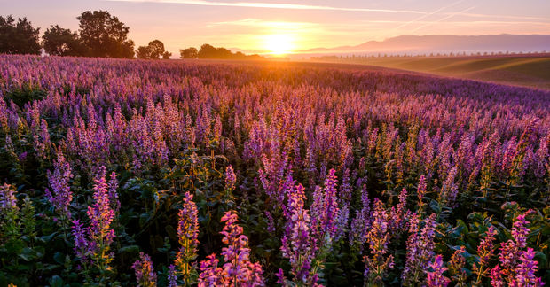 photo A vast lavender field in full bloom stretches toward a golden sunset, with mountains and trees on the horizon.