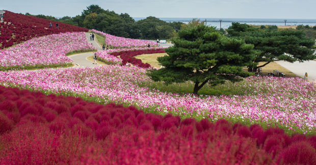 Pink and red flower fields with winding paths, scattered trees, and coastal view in background creating colorful landscape.