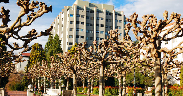 Modern apartment building visible behind gnarled Joshua trees with twisted branches in a desert landscape under blue sky