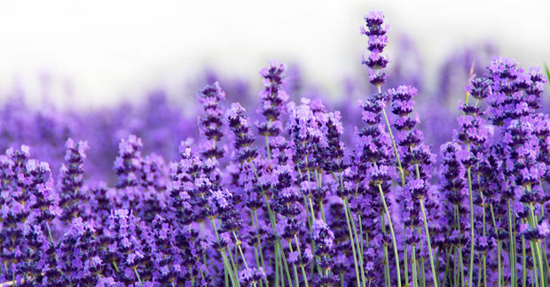 Lavender